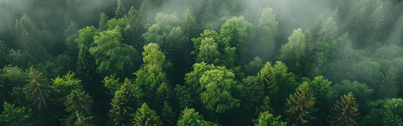 La imagen muestra una vista aérea de la niebla a través de un bosque de árboles de hoja perenne.