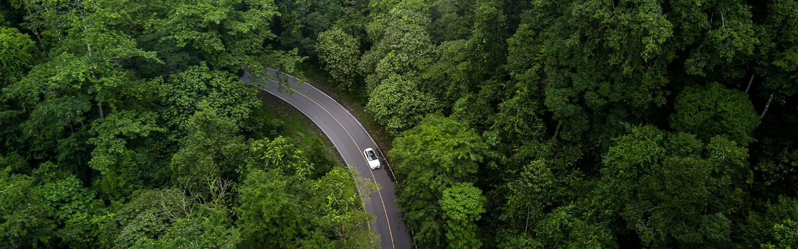 Vehicle driving on a winding road through a green forest.