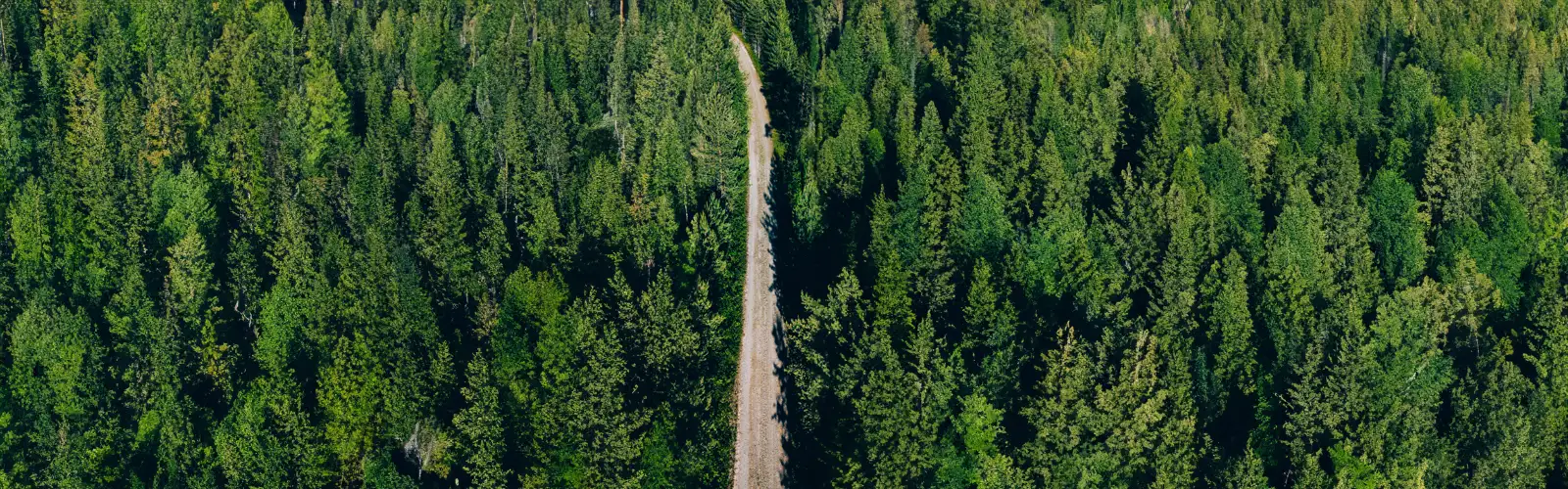 Aerial view of a dense forest with a road through it.